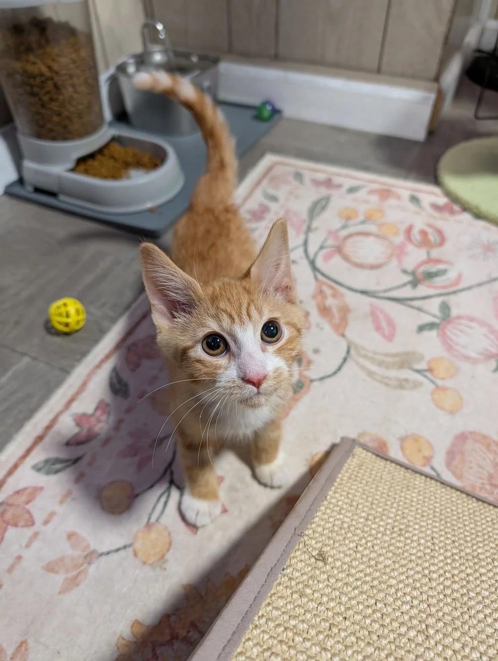 Enlarge Jacques, a Adoptable Domestic Short Hair in Davison, MI image 5/5