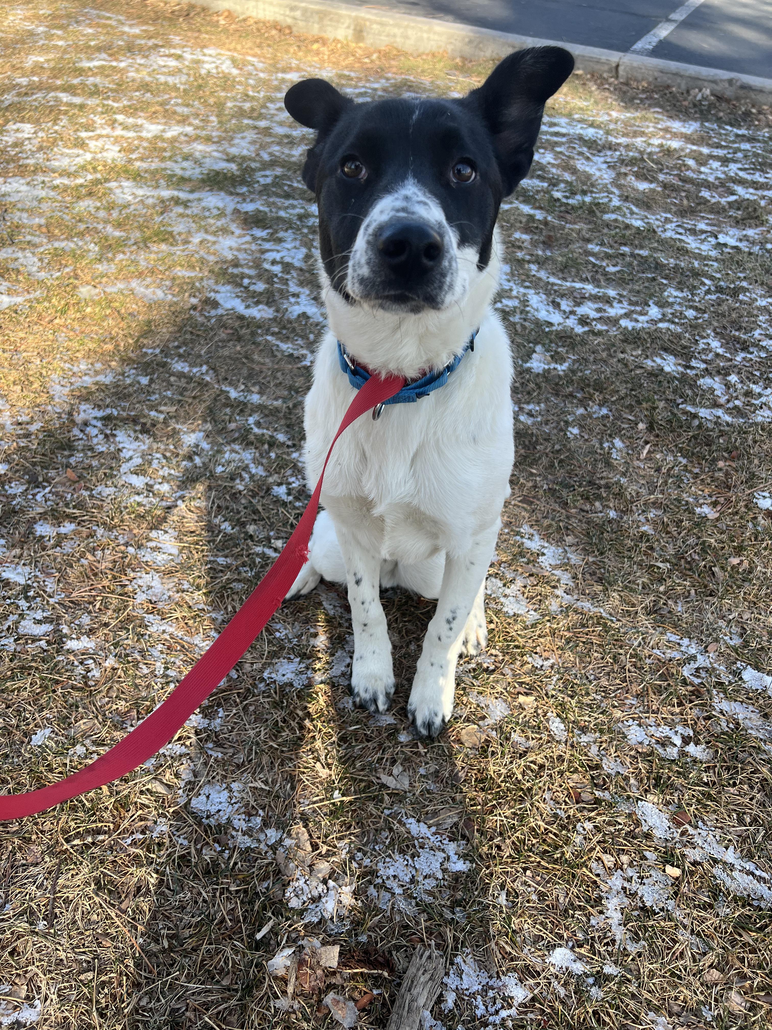 Charlie, a ADOPTABLE mixed breed in Fort Collins, CO image 3/4