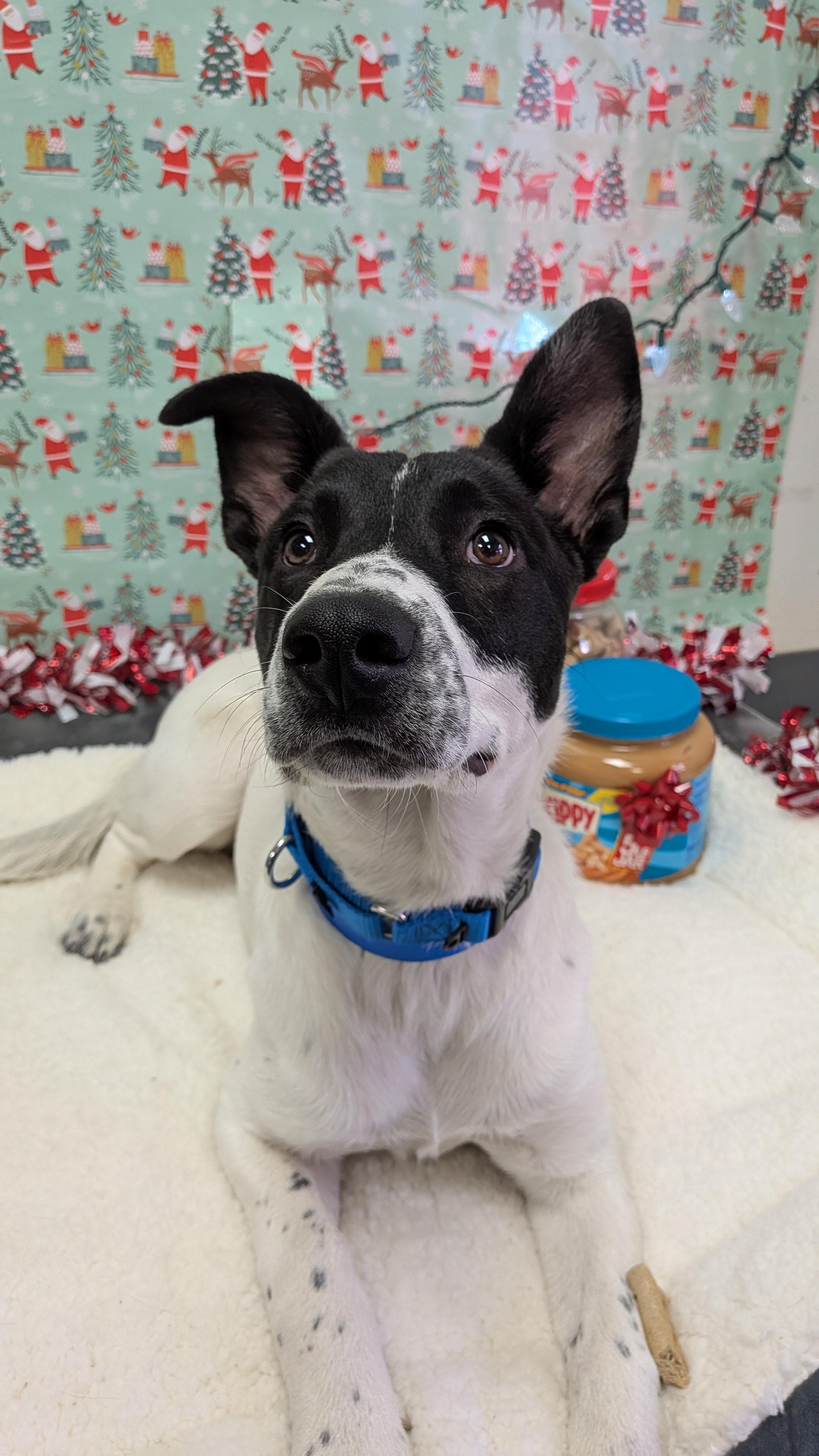 Charlie, ADOPTABLE, Young Male Australian Cattle Dog / Blue Heeler.