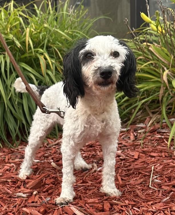 Hazel, an adoptable Poodle (Toy) in Hastings, NE, 68901 | Photo Image 3