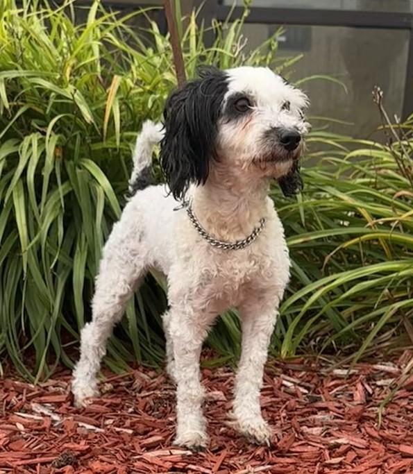Hazel, an adoptable Poodle (Toy) in Hastings, NE, 68901 | Photo Image 4