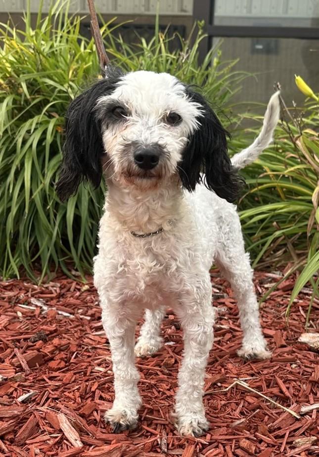 Hazel, an adoptable Poodle (Toy) in Hastings, NE, 68901 | Photo Image 2