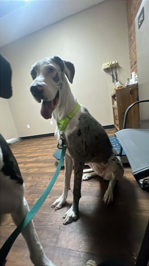 Blue (bonded with Daisy), adopted, Adult Female Great Dane.