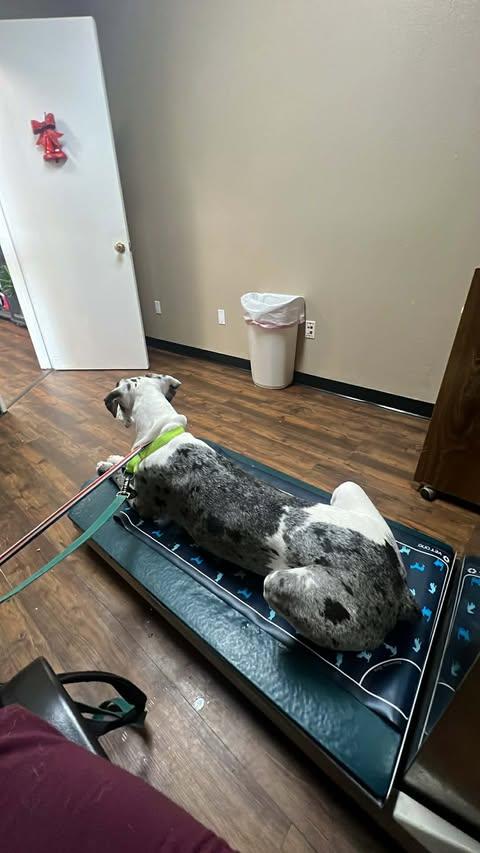 Enlarge Blue (bonded with Daisy), an adopted Great Dane in Dallas, TX image 4/5