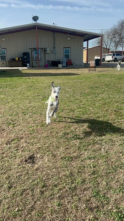 Enlarge Blue (bonded with Daisy), an adopted Great Dane in Dallas, TX image 5/5