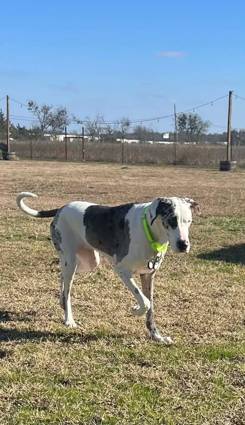 Enlarge Blue (bonded with Daisy), an adopted Great Dane in Dallas, TX image 2/5
