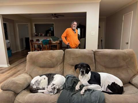 Enlarge Blue (bonded with Daisy), an adopted Great Dane in Dallas, TX image 3/5