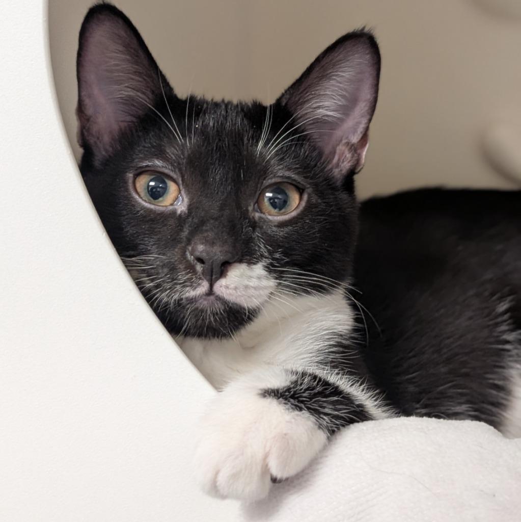 Sand Dollar, Adoptable, Kitten Female Domestic Short Hair.