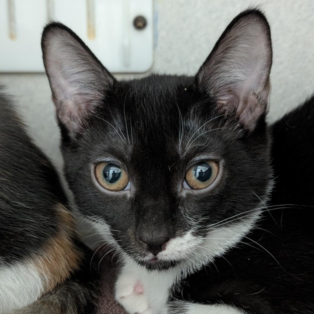 Enlarge Sand Dollar, a Adoptable mixed breed in Shoreline, WA image 3/3