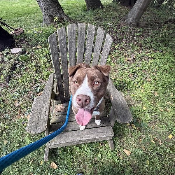 Enlarge Callie, a ADOPTABLE mixed breed in Chester, PA image 2/3