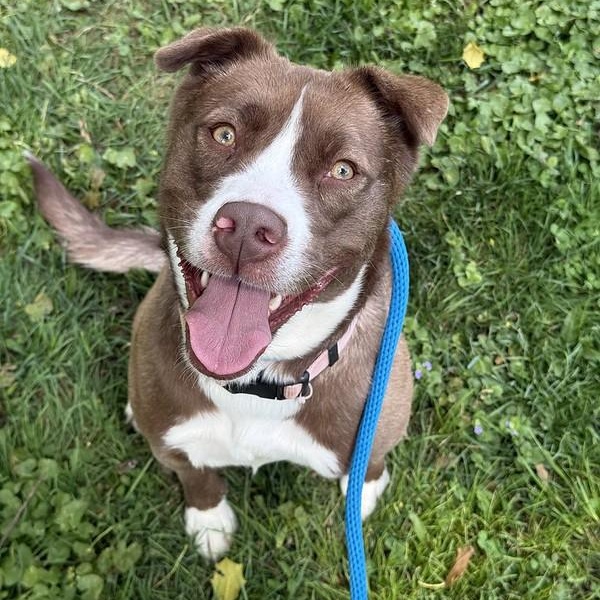 Callie, ADOPTABLE, Young Female Collie.