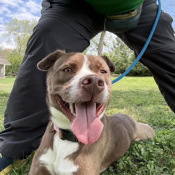 Enlarge Callie, a ADOPTABLE mixed breed in Chester, PA image 3/3