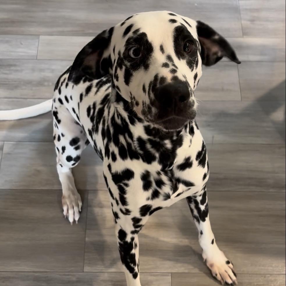 Pongo, a Adoptable Dalmatian in Aberdeen, NC image 1/2