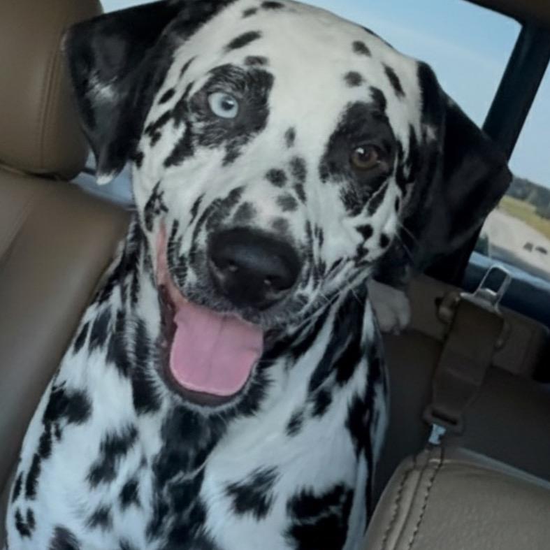 Pongo, a Adoptable Dalmatian in Aberdeen, NC image 2/2