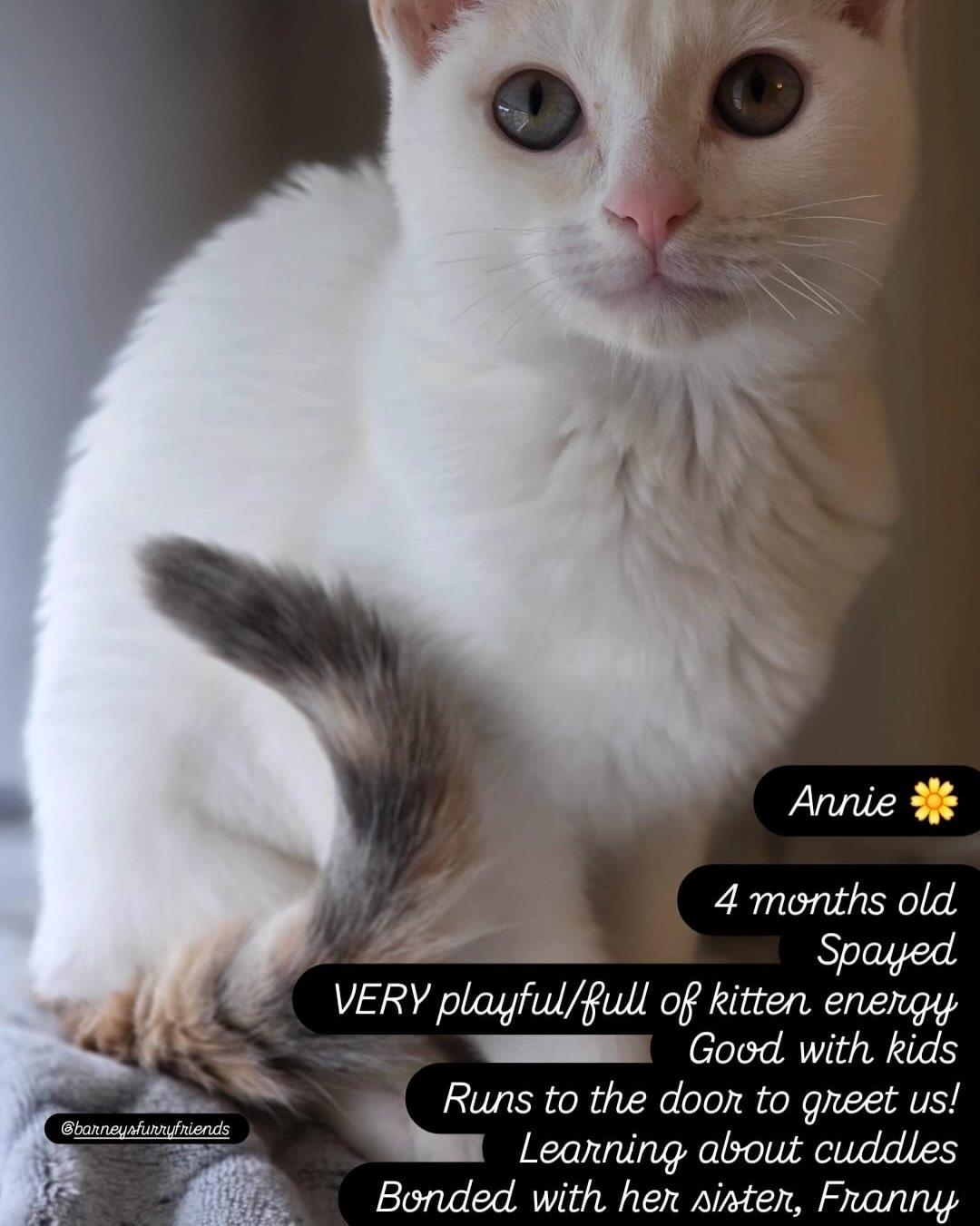 Enlarge ANNIE & FRANNIE, an adopted Domestic Short Hair in Coquitlam, BC image 3/5