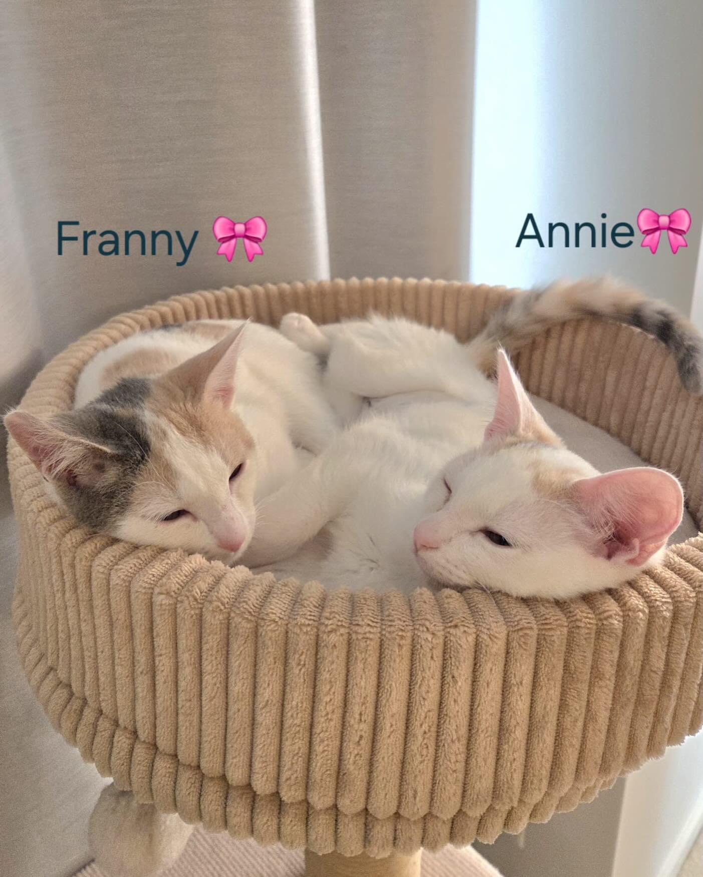 Enlarge ANNIE & FRANNIE, an adopted Domestic Short Hair in Coquitlam, BC image 5/5