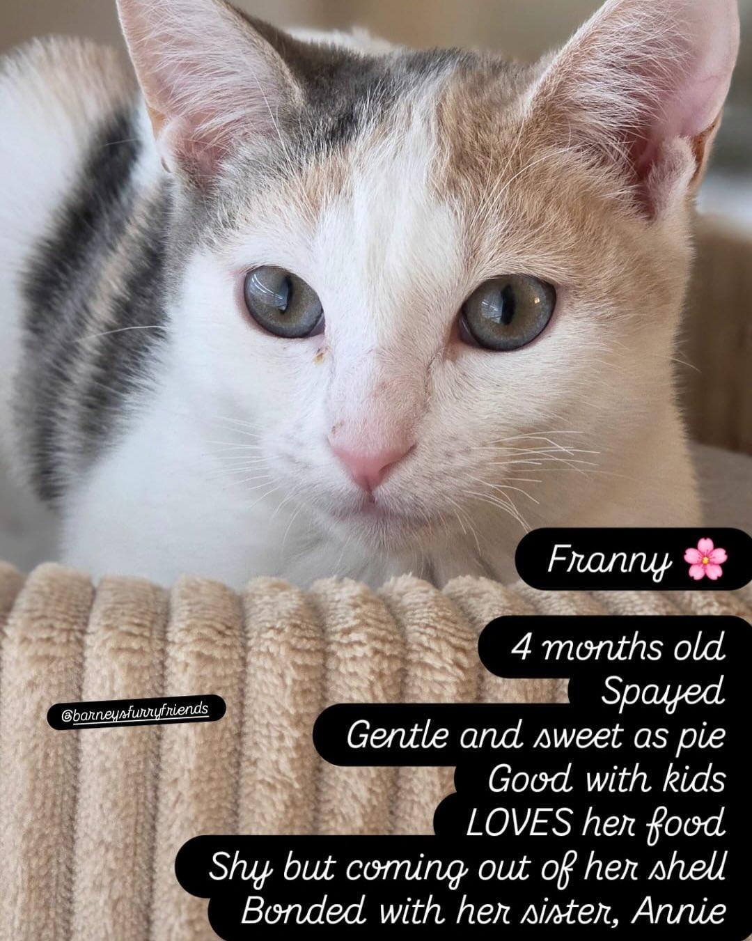 Enlarge ANNIE & FRANNIE, an adopted Domestic Short Hair in Coquitlam, BC image 4/5