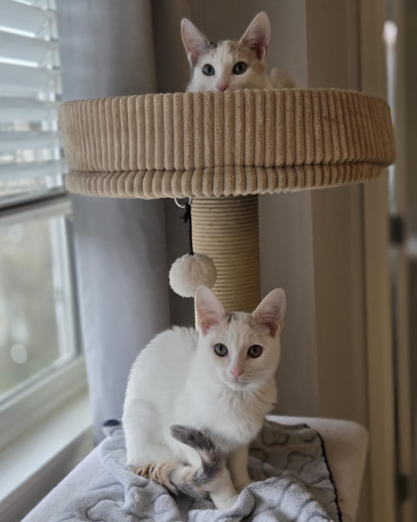 Enlarge ANNIE & FRANNIE, an adopted Domestic Short Hair in Coquitlam, BC image 2/5