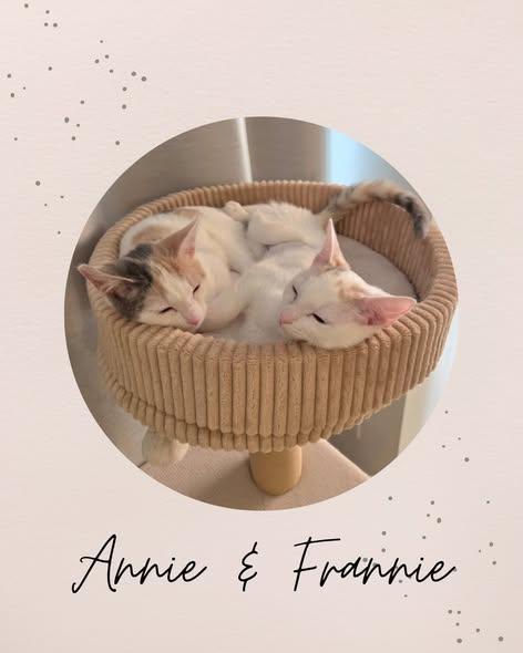ANNIE & FRANNIE, adopted, Kitten Female Domestic Short Hair.