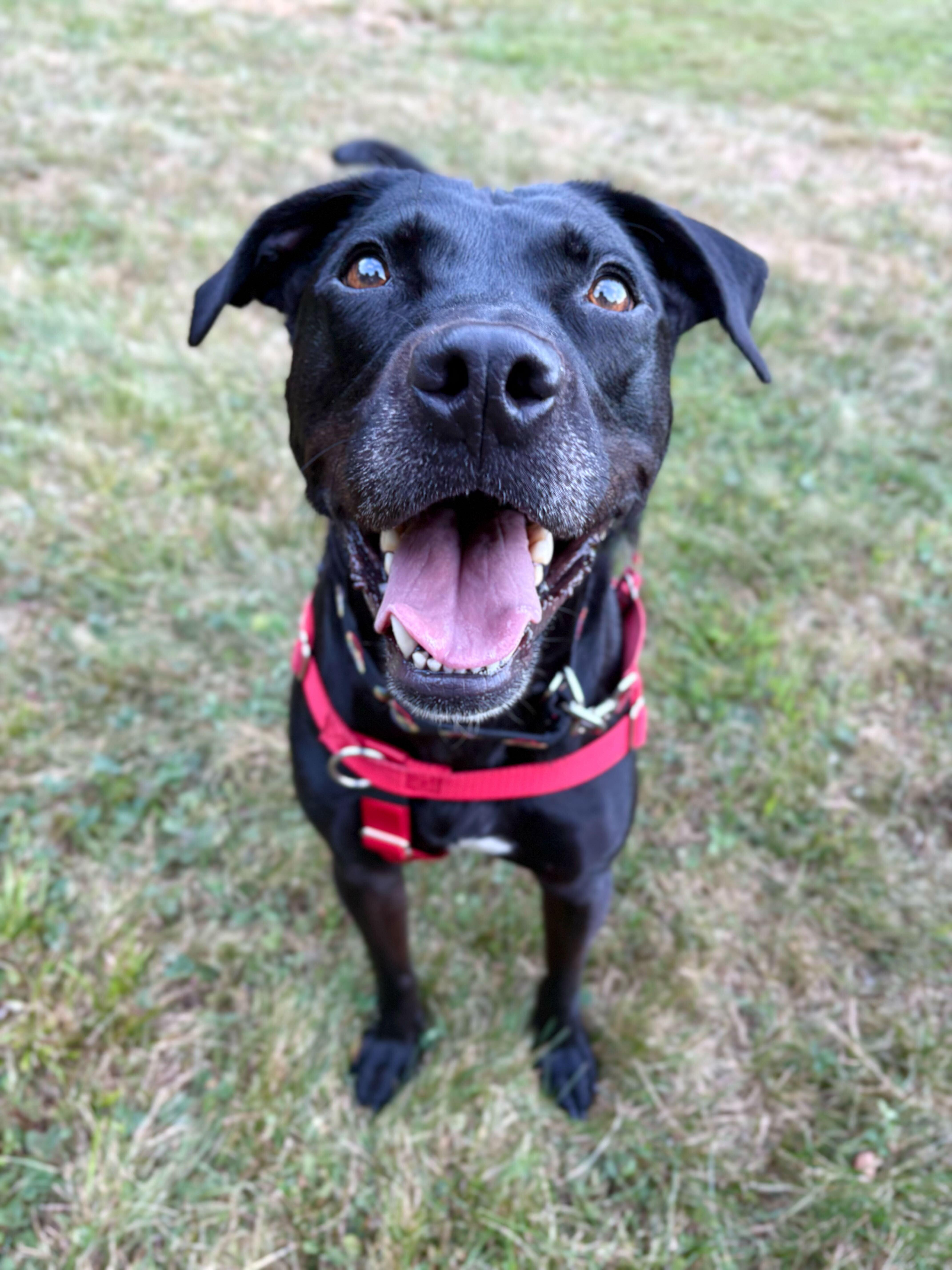 Wesson *HERE IN NH* 2