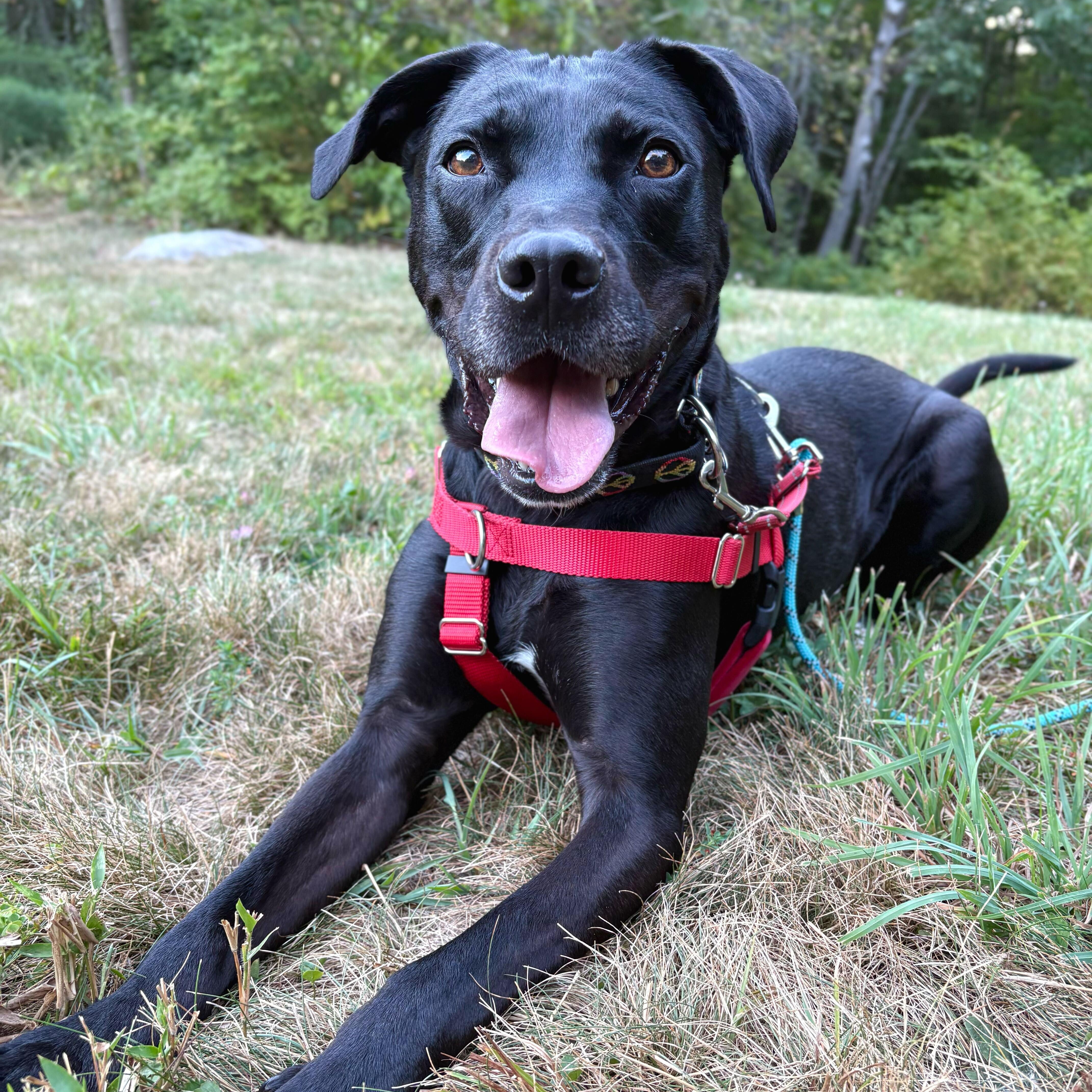 Wesson *HERE IN NH* 1