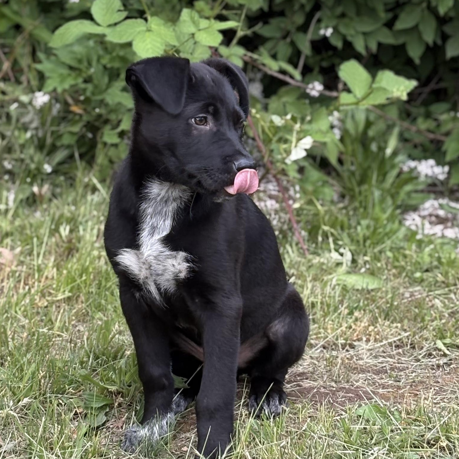 Butterball, a ADOPTABLE mixed breed in The Dalles, OR image 3/3
