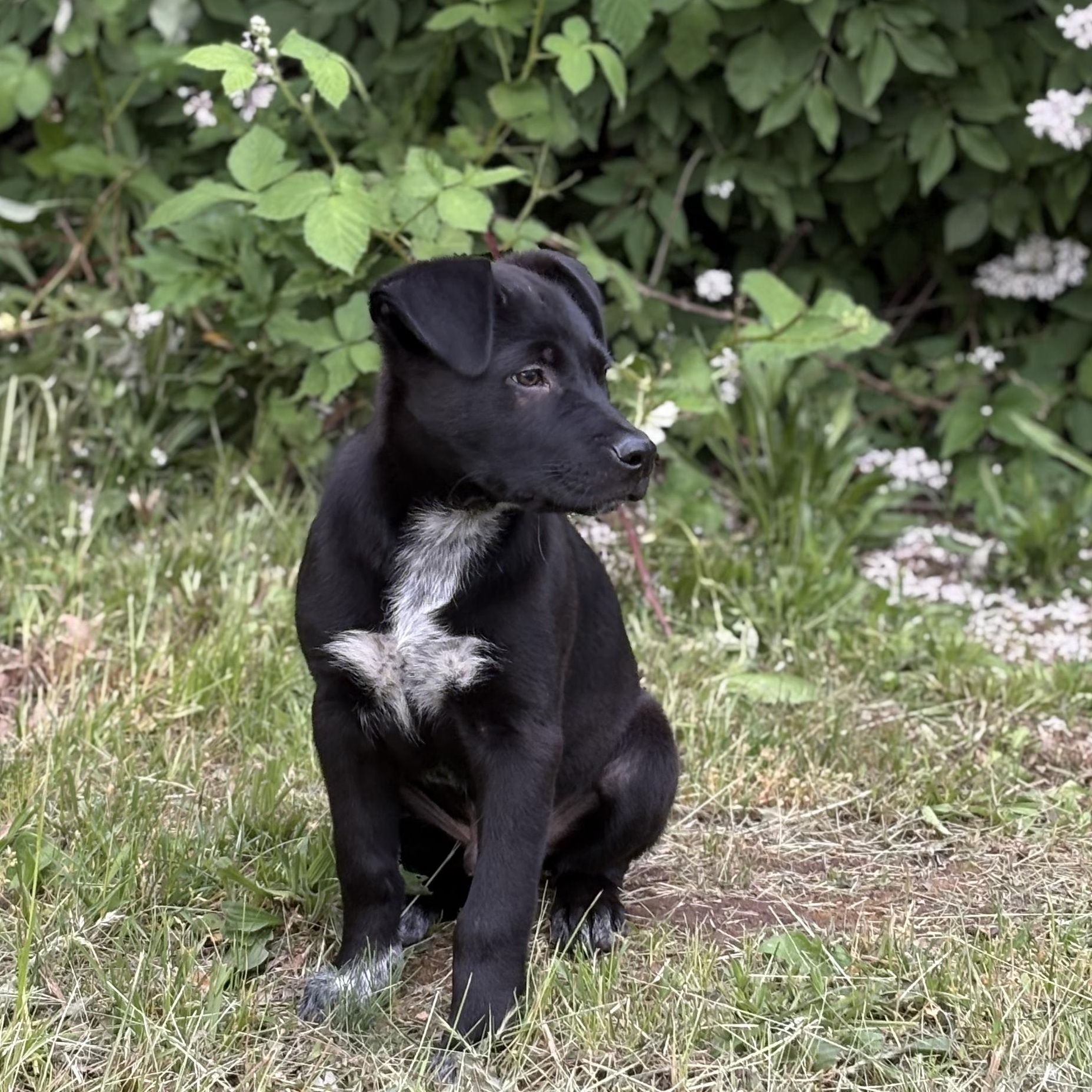 Butterball, a ADOPTABLE mixed breed in The Dalles, OR image 2/3