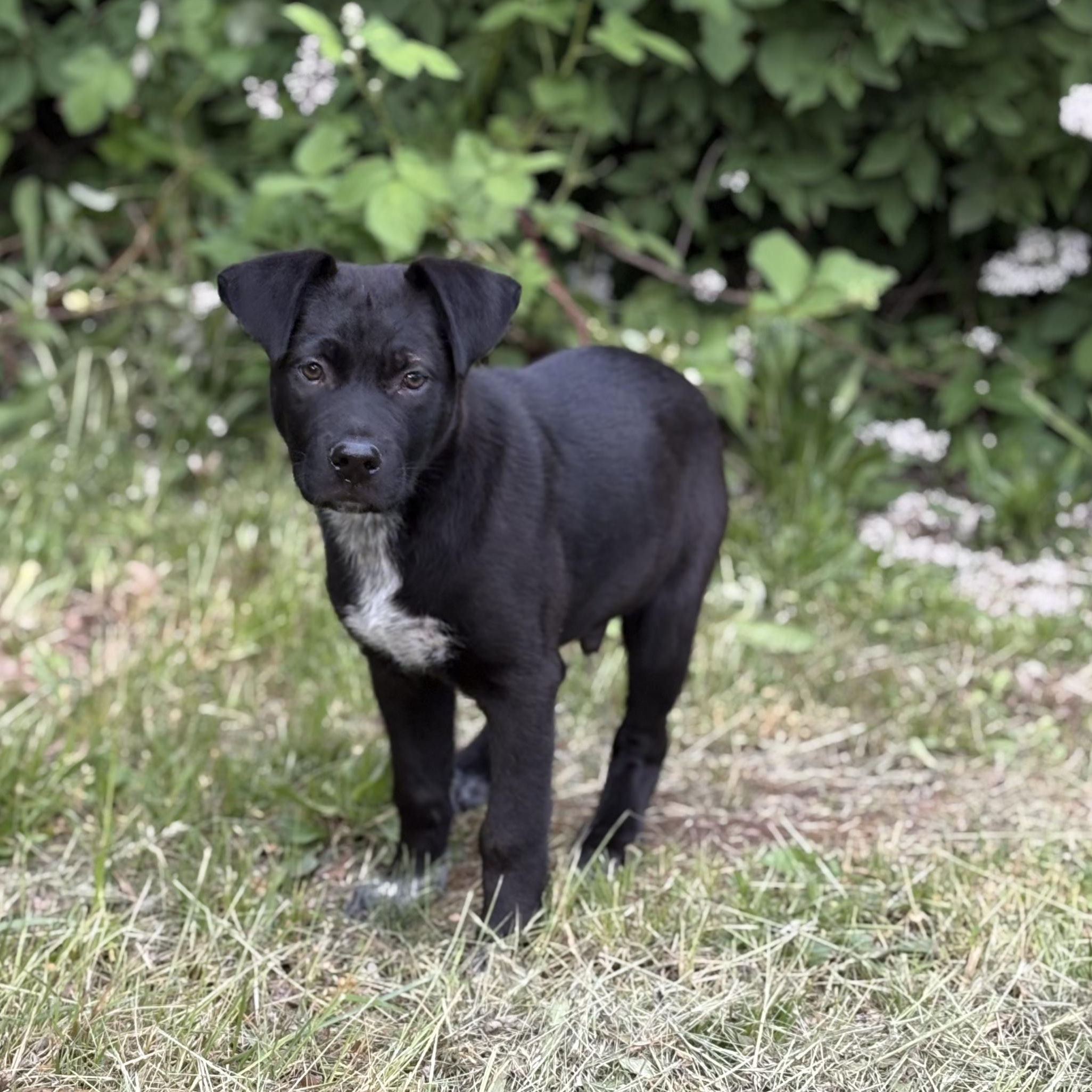 Butterball, a ADOPTABLE mixed breed in The Dalles, OR image 1/3