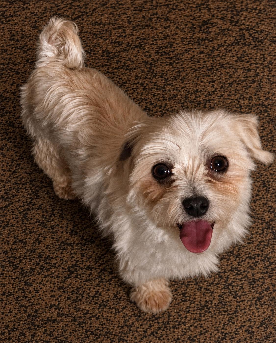 Molly, a Adoptable Maltese in Toledo, OH image 2/2