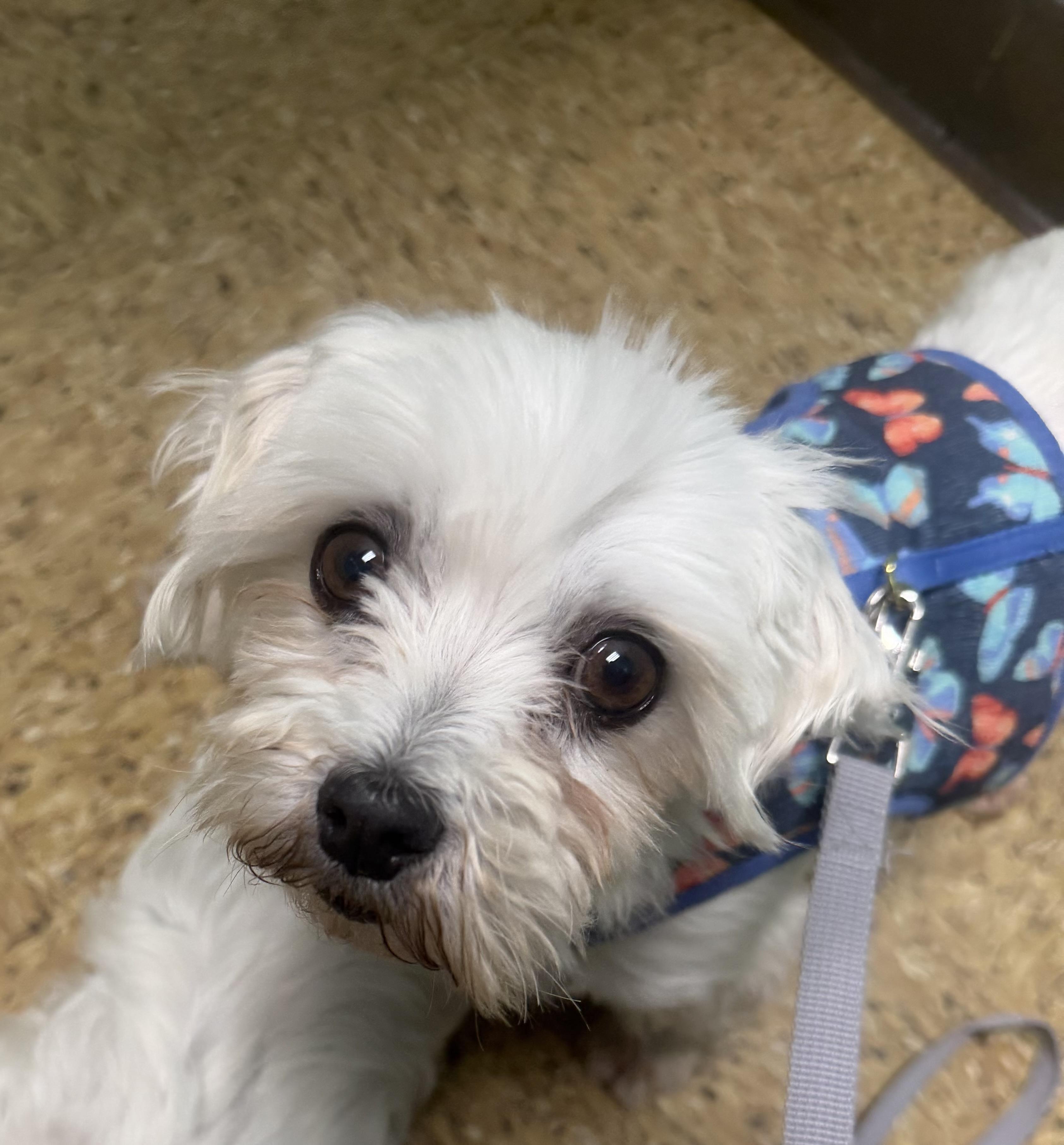 Molly, Adoptable, Adult Female Maltese.