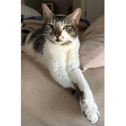 Hazel Diamond, Adoptable, Adult Female Domestic Short Hair & Domestic Short Hair.