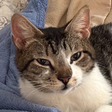 Enlarge Hazel Diamond, a Adoptable mixed breed in Hudson, MA image 2/2