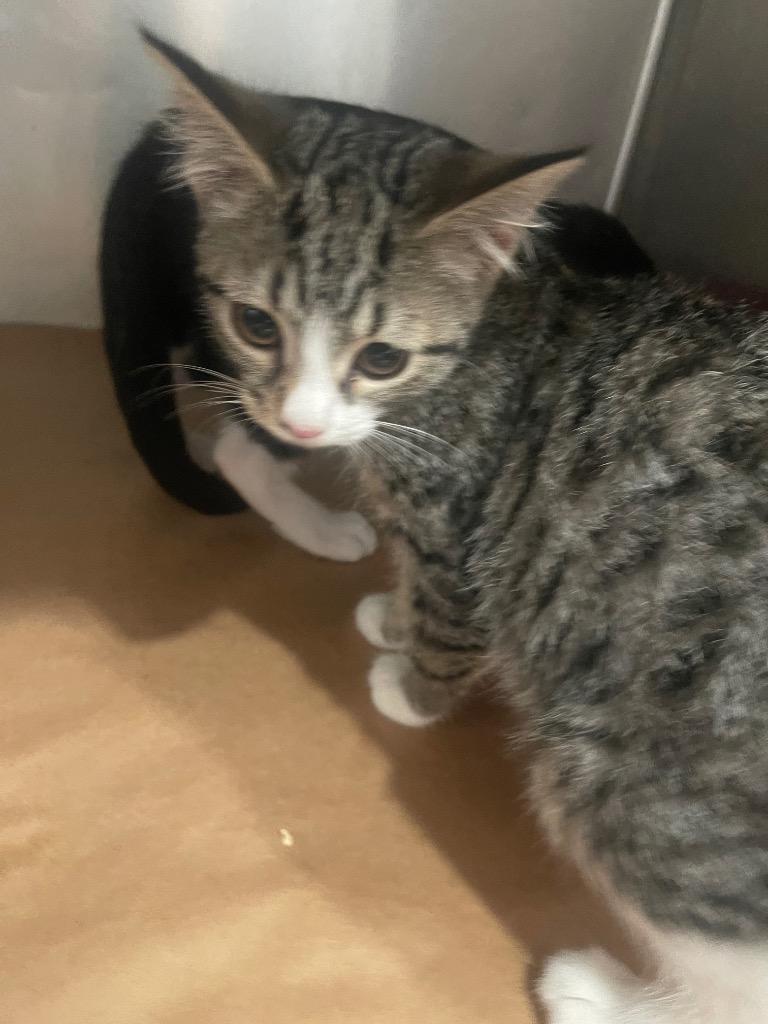 cola, Adoptable, Kitten Female Domestic Short Hair.