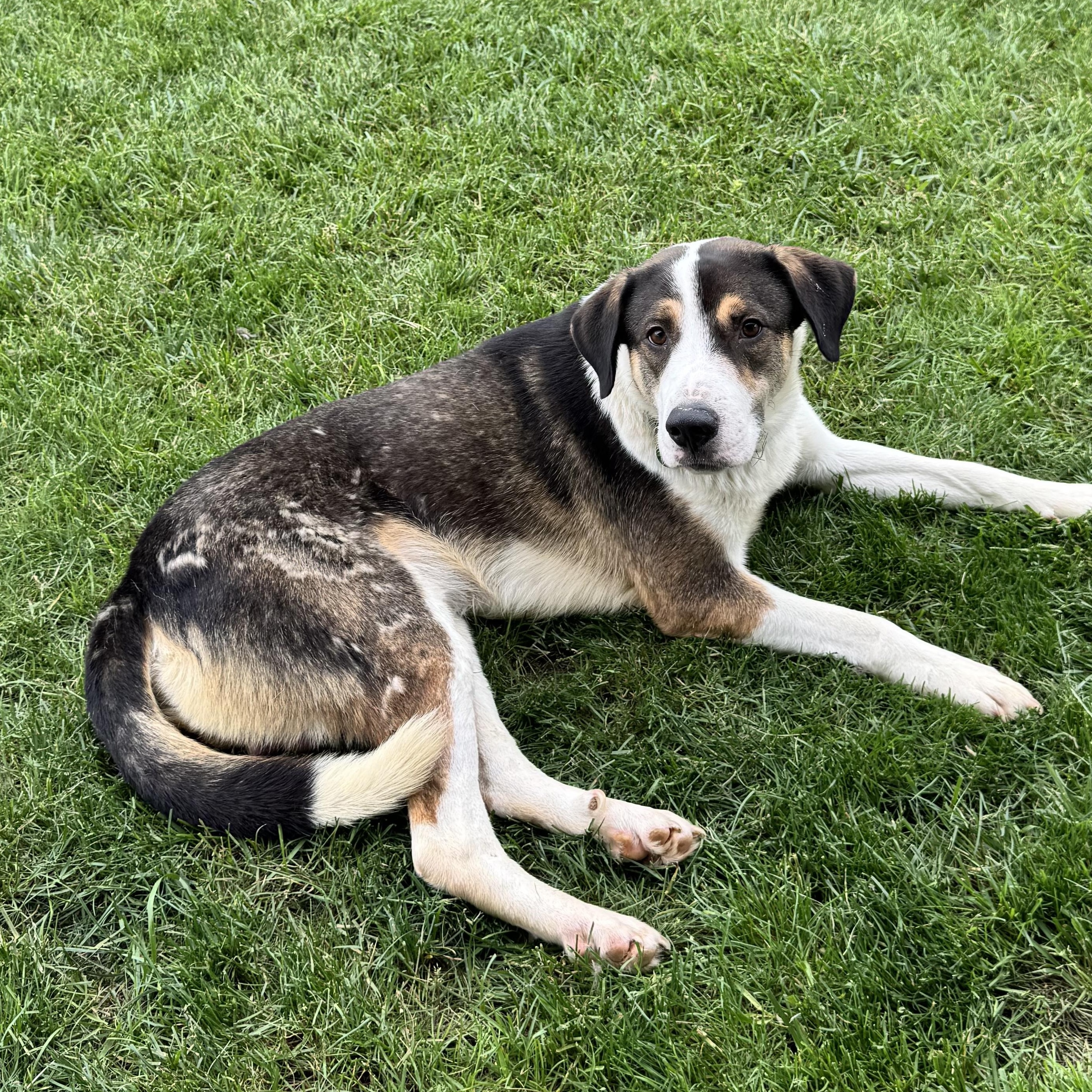 Benson, a Adoptable mixed breed in South Plainfield, NJ image 4/5