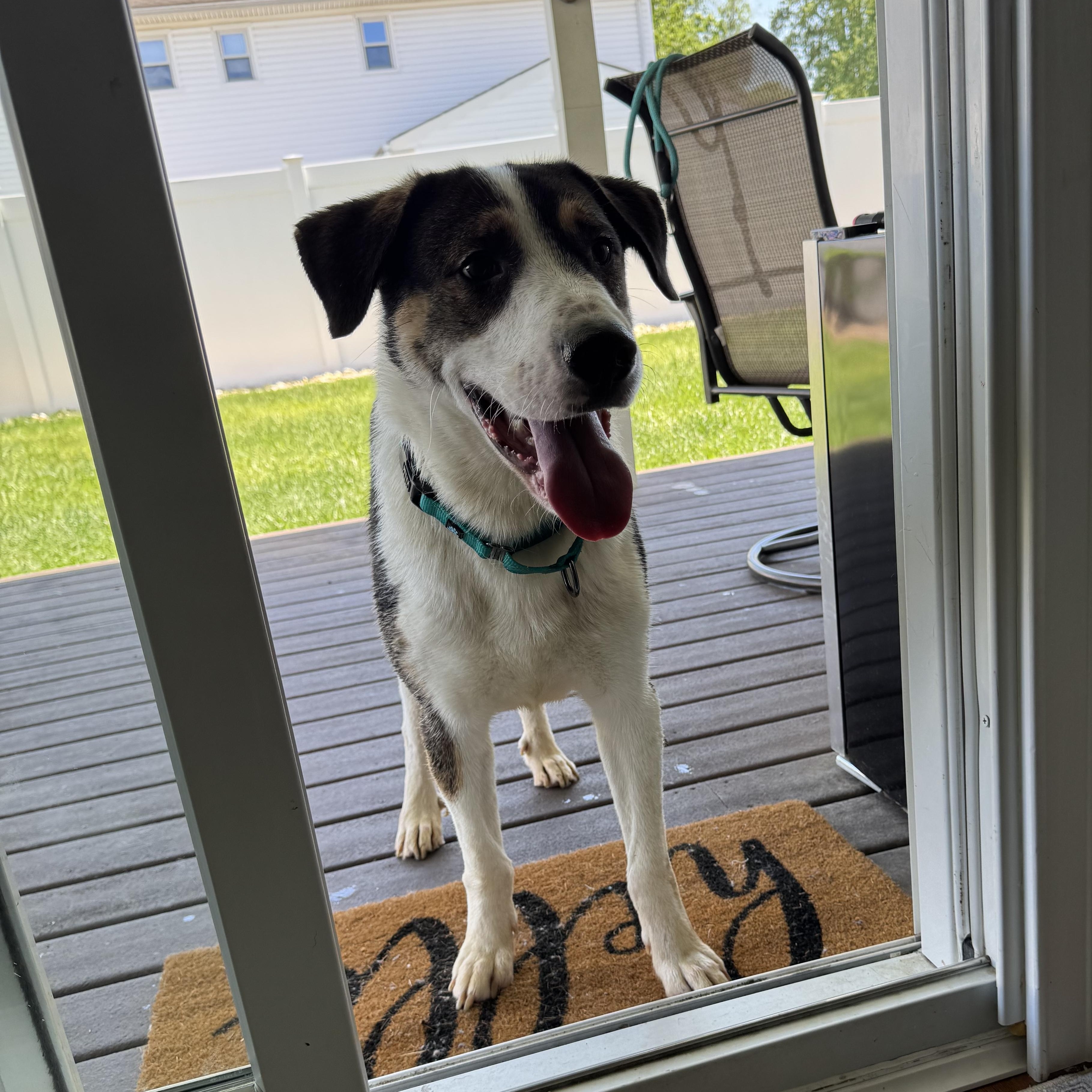 Benson, a Adoptable mixed breed in South Plainfield, NJ image 3/5