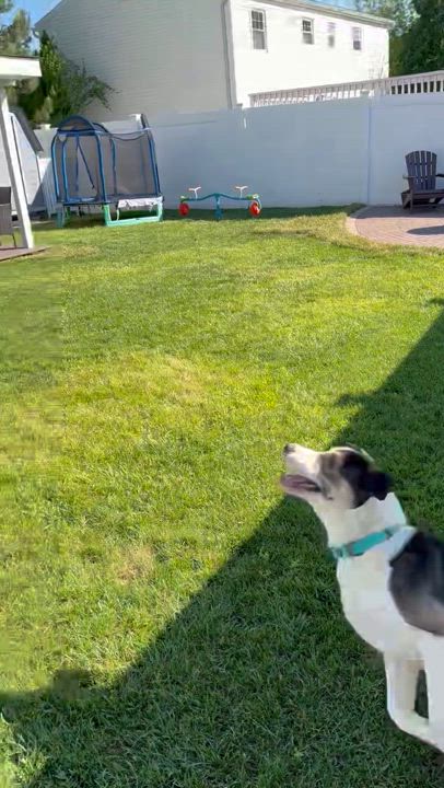 Enlarge Benson, a Adoptable mixed breed in South Plainfield, NJ video 2/5