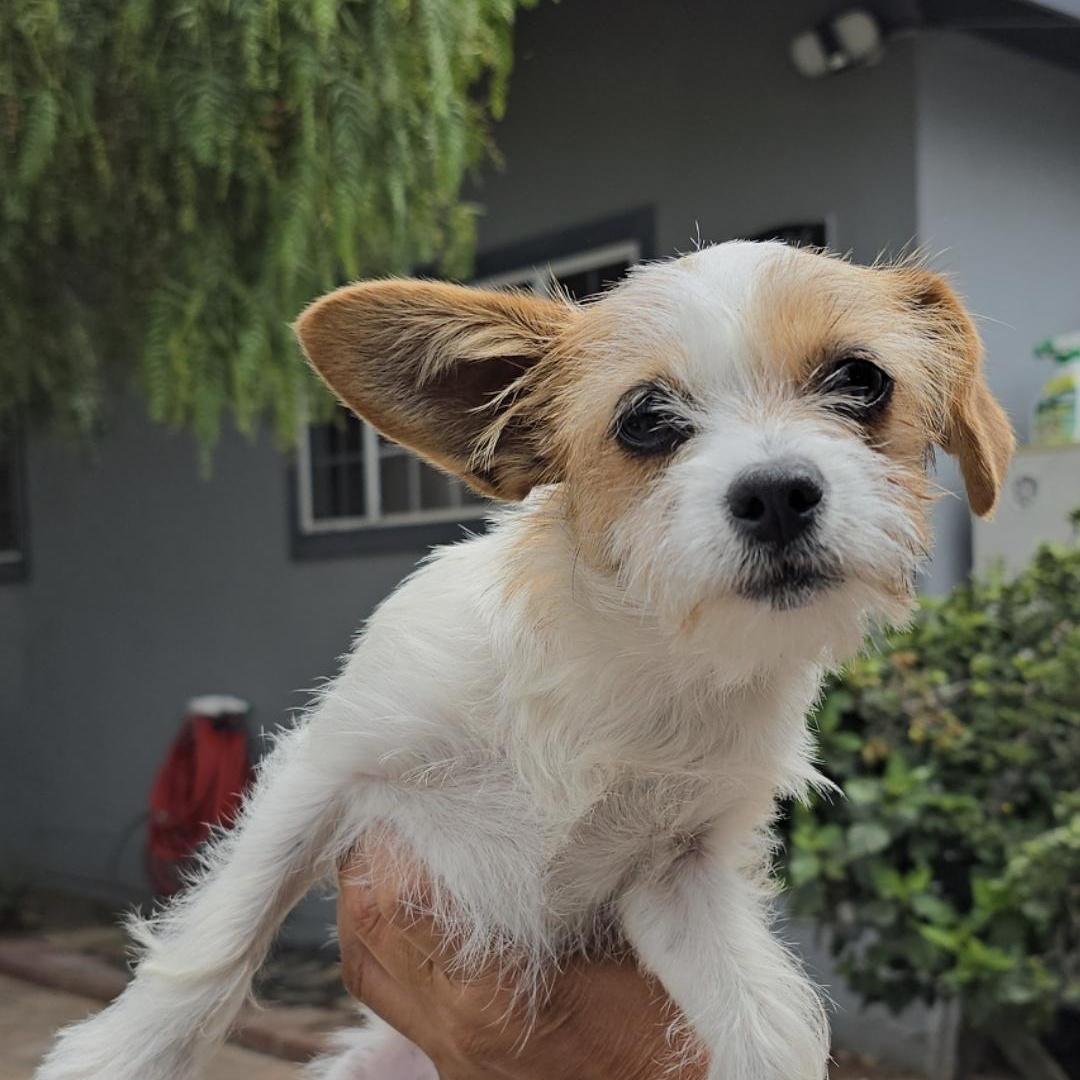 Tulip, a ADOPTABLE mixed breed in Hawthorne, CA image 1/3