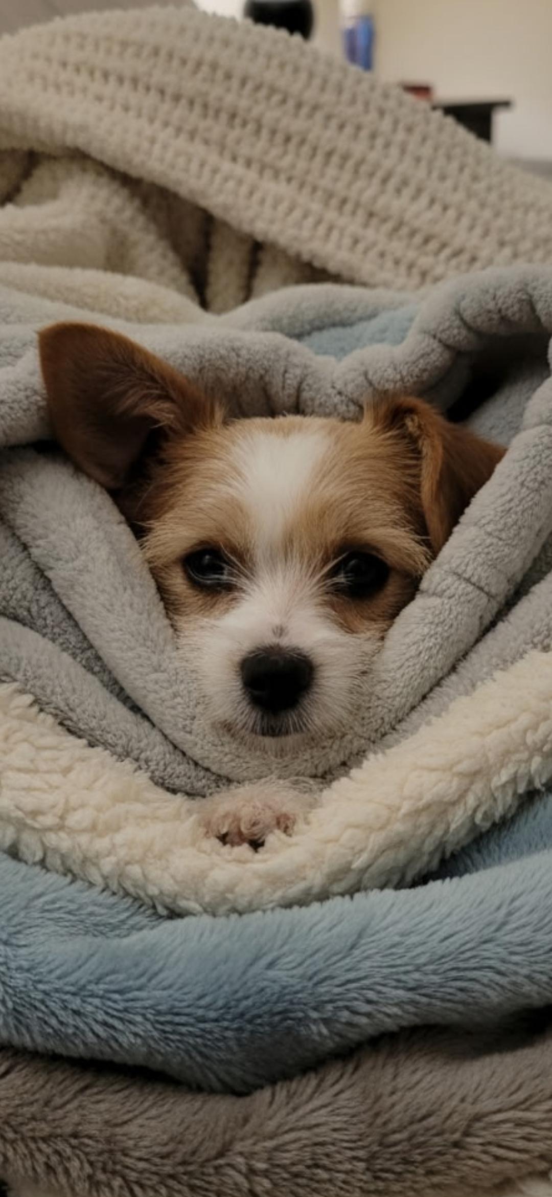Tulip, a ADOPTABLE mixed breed in Hawthorne, CA image 2/3