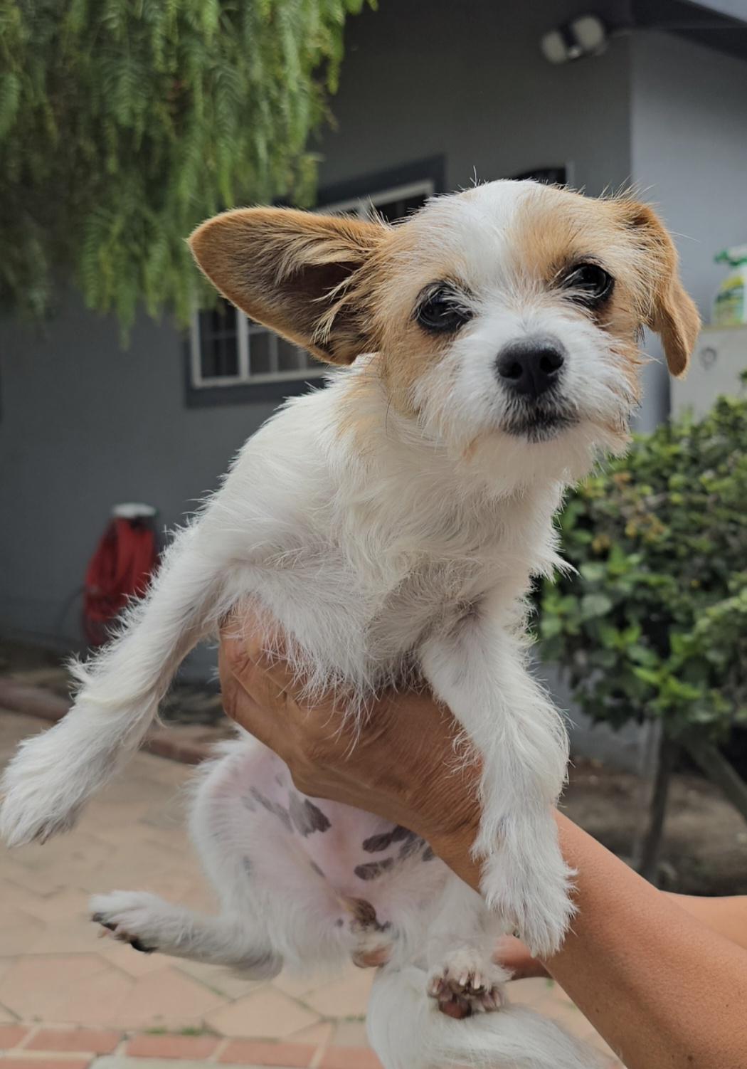 Tulip, a ADOPTABLE mixed breed in Hawthorne, CA image 3/3