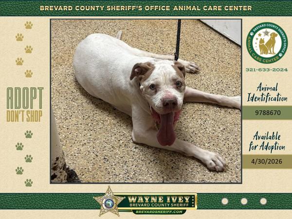 Jake, Adoptable, Senior Male Mixed Breed.