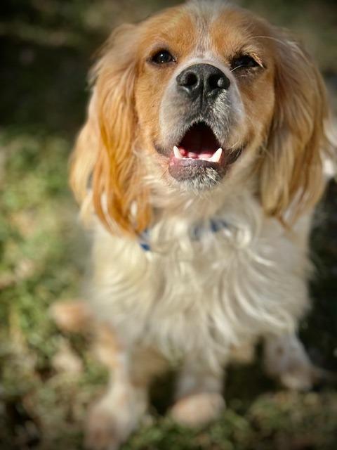 Enlarge Rudolph, a Adoptable Cocker Spaniel in Austin, TX image 1/5