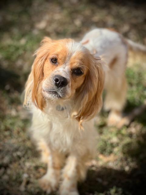 Enlarge Rudolph, a Adoptable Cocker Spaniel in Austin, TX image 2/5