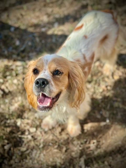 Enlarge Rudolph, a Adoptable Cocker Spaniel in Austin, TX image 3/5