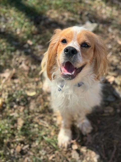 Enlarge Rudolph, a Adoptable Cocker Spaniel in Austin, TX image 4/5