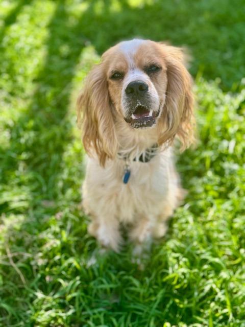Enlarge Rudolph, a Adoptable Cocker Spaniel in Austin, TX image 5/5