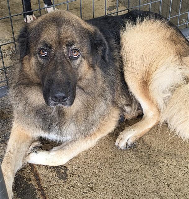 Knox, Adoptable, Young Male Shepherd.