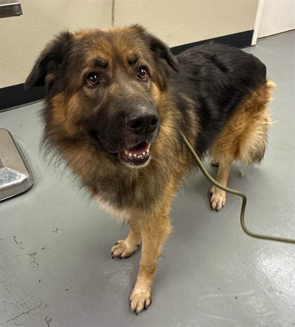 Enlarge Knox, a Adoptable mixed breed in Phoenix, OR image 2/2