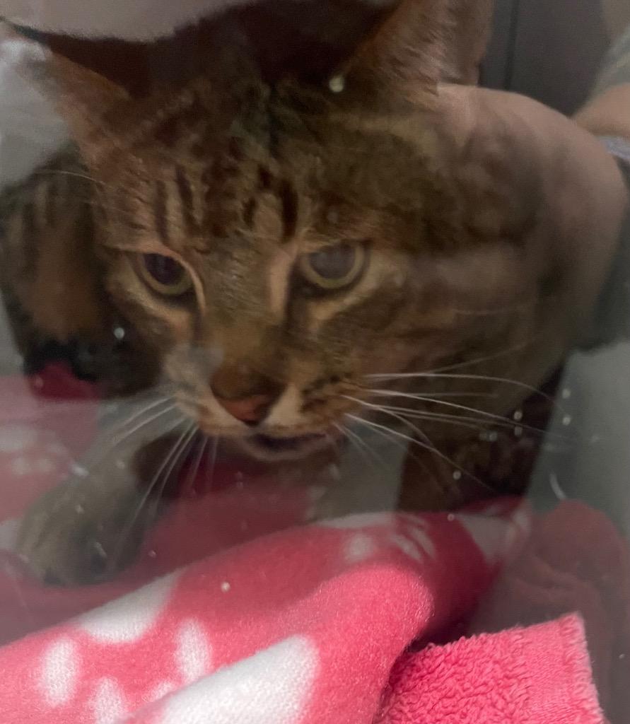 Sunny, Adoptable, Adult Male Domestic Short Hair.