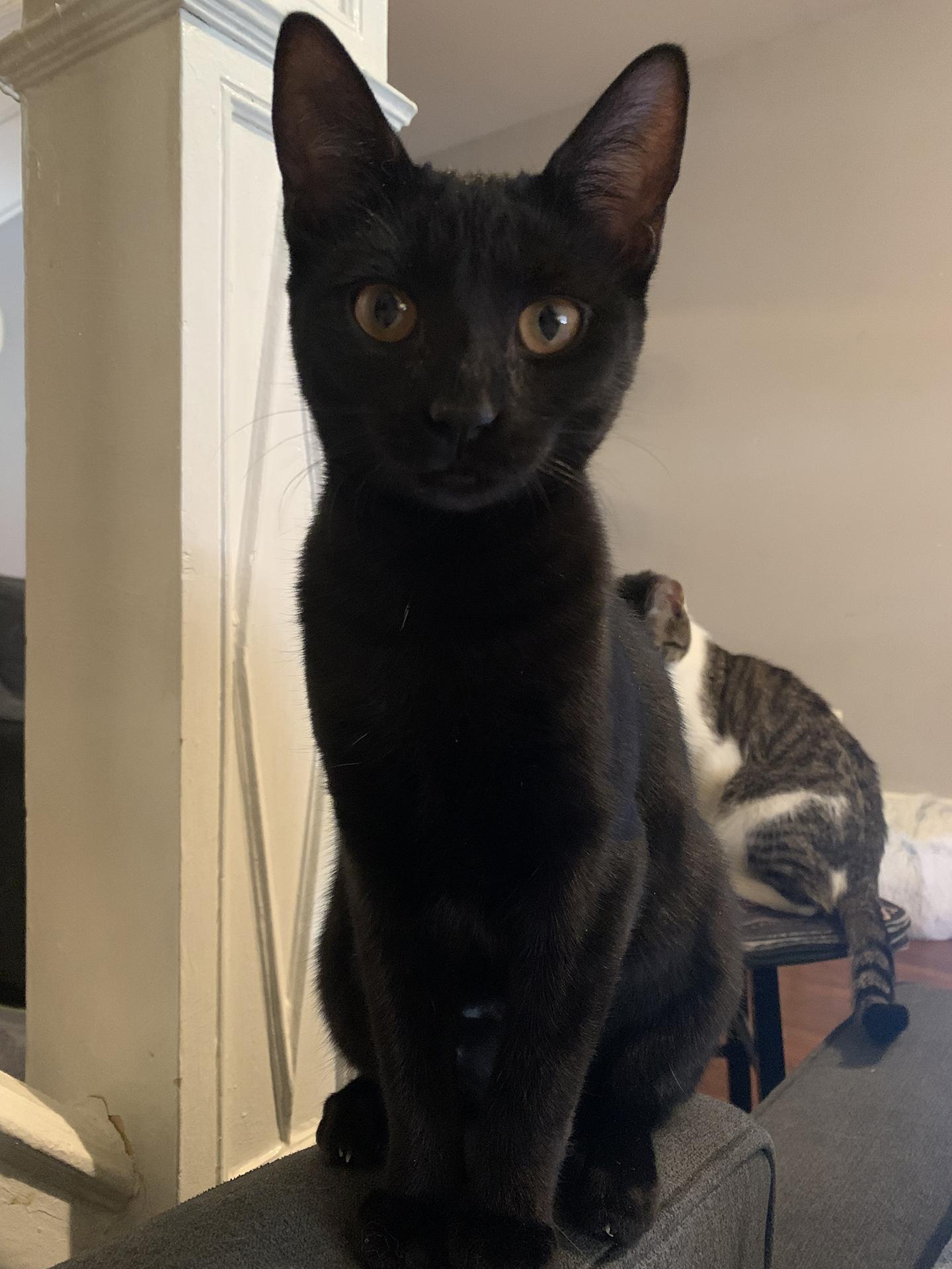 Enlarge Mochi Walton, an adopted Domestic Short Hair in Philadelphia, PA image 1/6