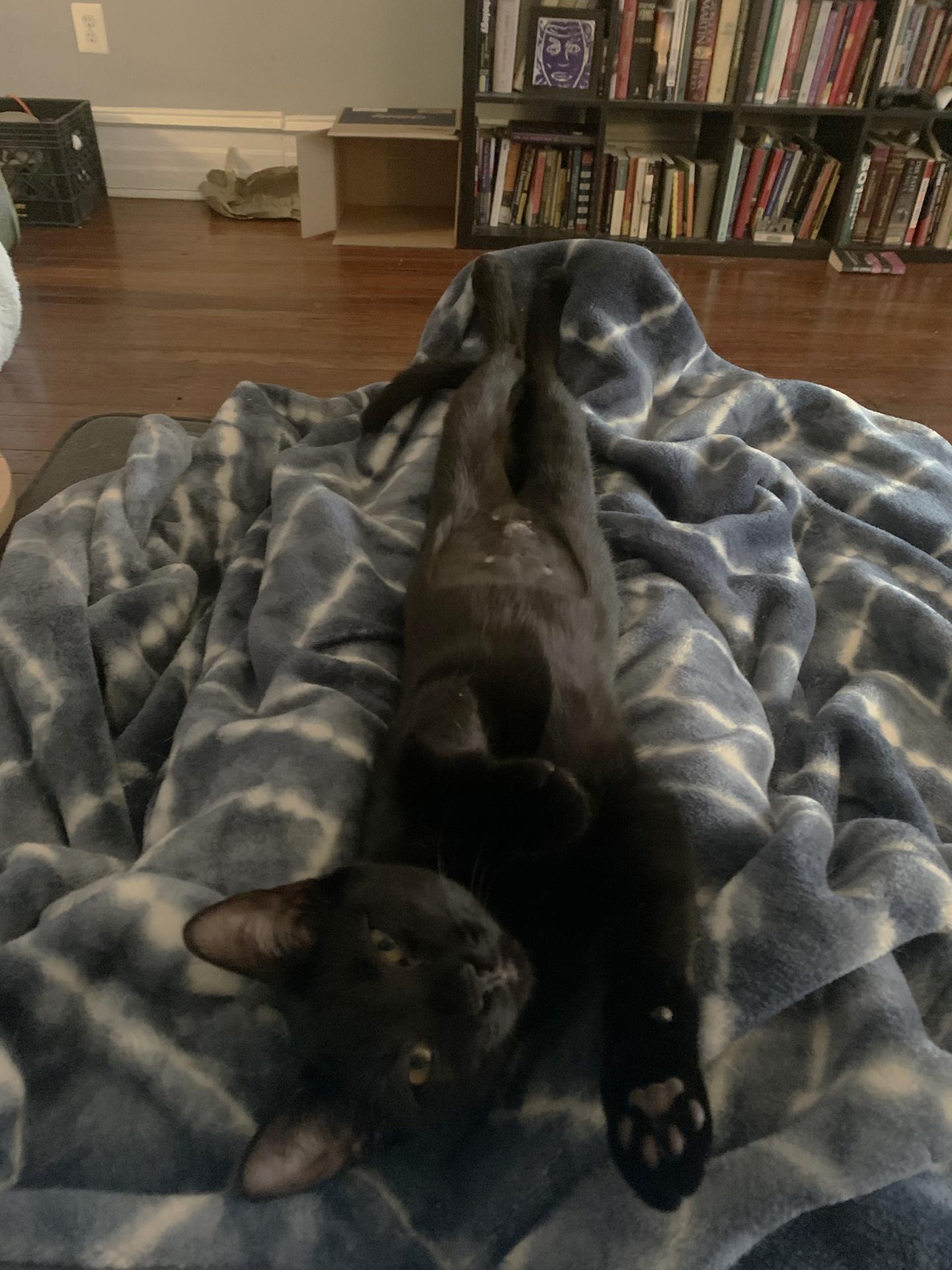 Enlarge Mochi Walton, an adopted Domestic Short Hair in Philadelphia, PA image 5/6